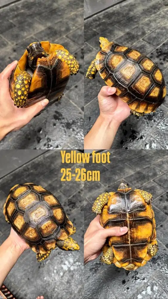 Yellow foot 25-26cm