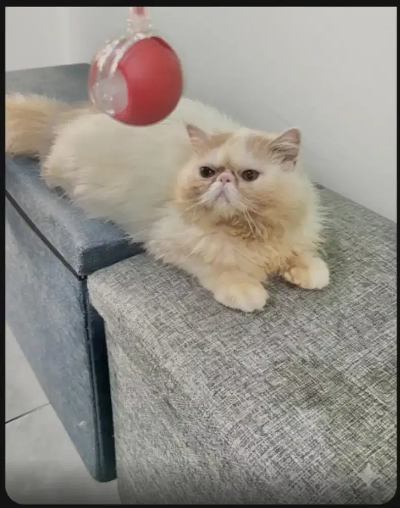 kucing peaknose riwuk