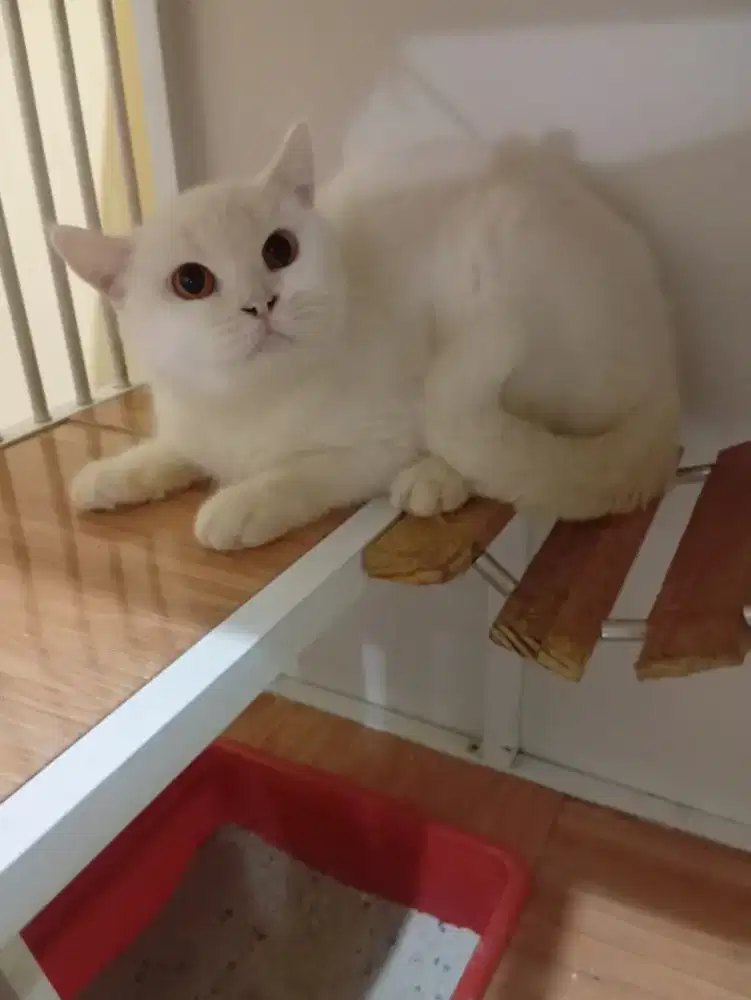 Bsh white solid betina proven 1 kali