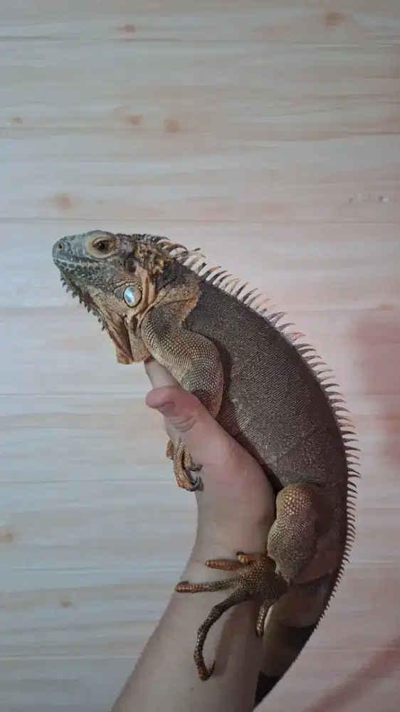 Super Red Iguana 1 meter Jinak