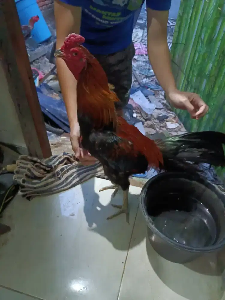 Ayam Bangkok Pakhoy super