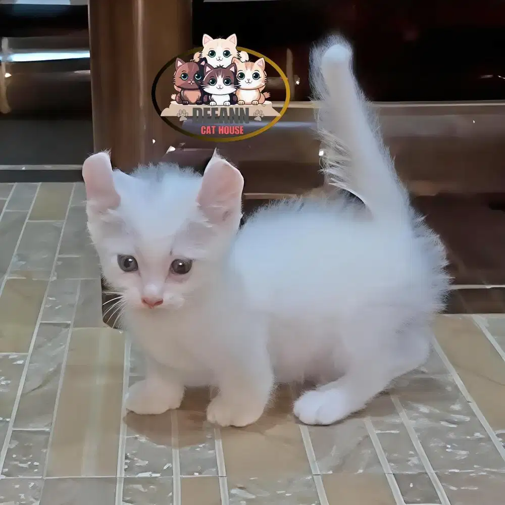 Kucing Munchkin Kinkalow Curly