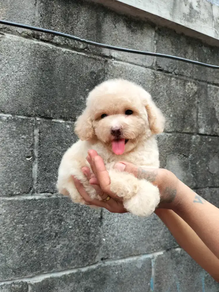 Jual anjing poodle