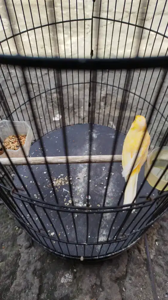 Jual burung kenari wiksar loper