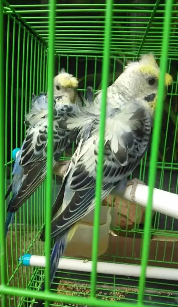 Burung parkit hagoromo