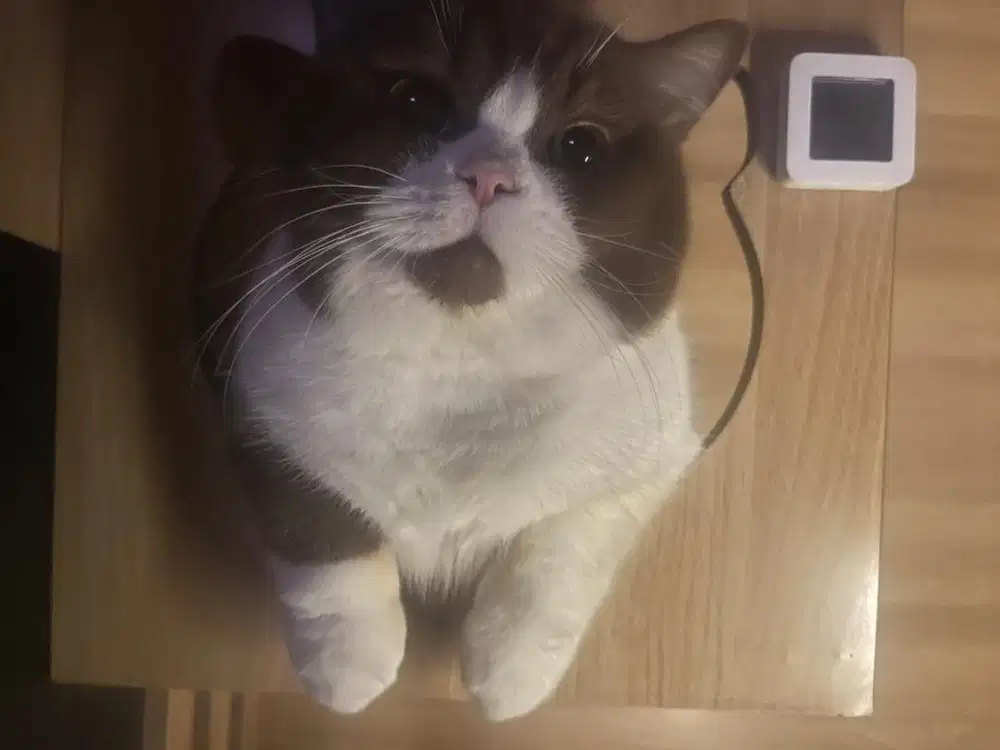 BSH Cinnamon Bicolor Jantan 7 Bulan – Non PED, Vaksin Lengkap