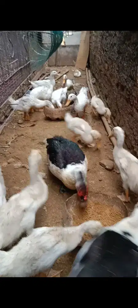 Bebek  putih masih muda