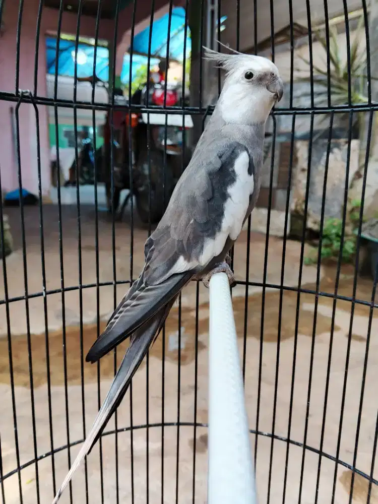 Parkit Australia jinak siul