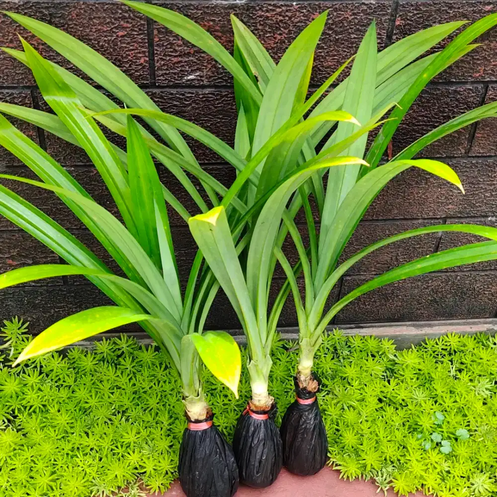 Jual tanaman pandan wangi