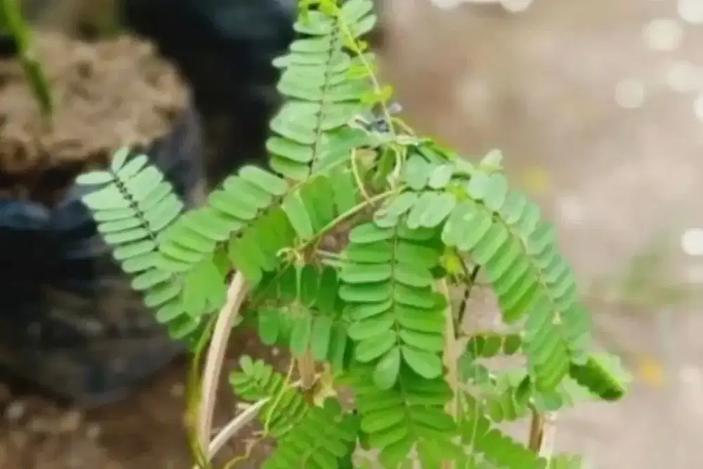 Jual tanaman bibit pohon saga