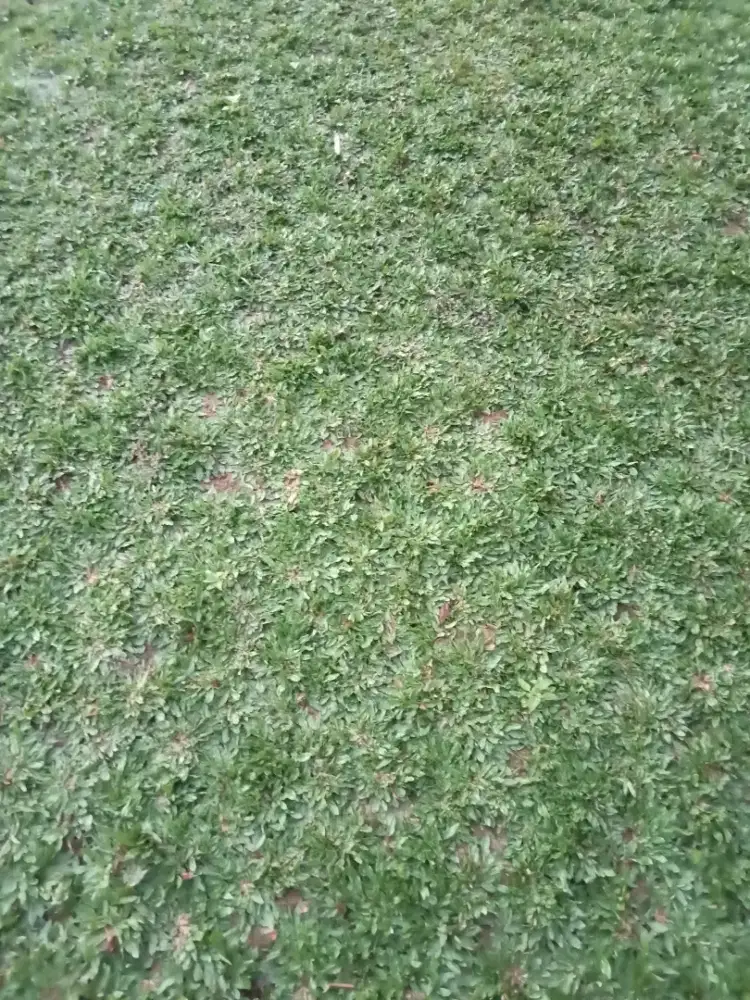 Tukang rumput gajah mini