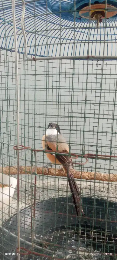 Cendet atau pentet jinak