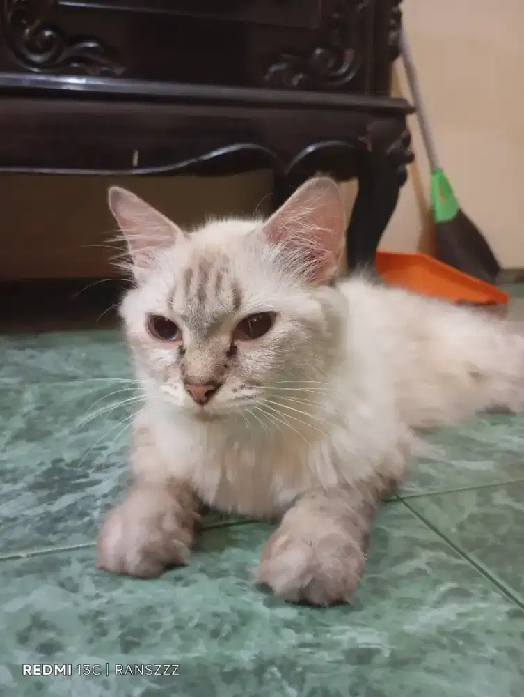 OPEN ADOPT INDUKAN KUCING RAS Neva Masquerade,NEGO.
