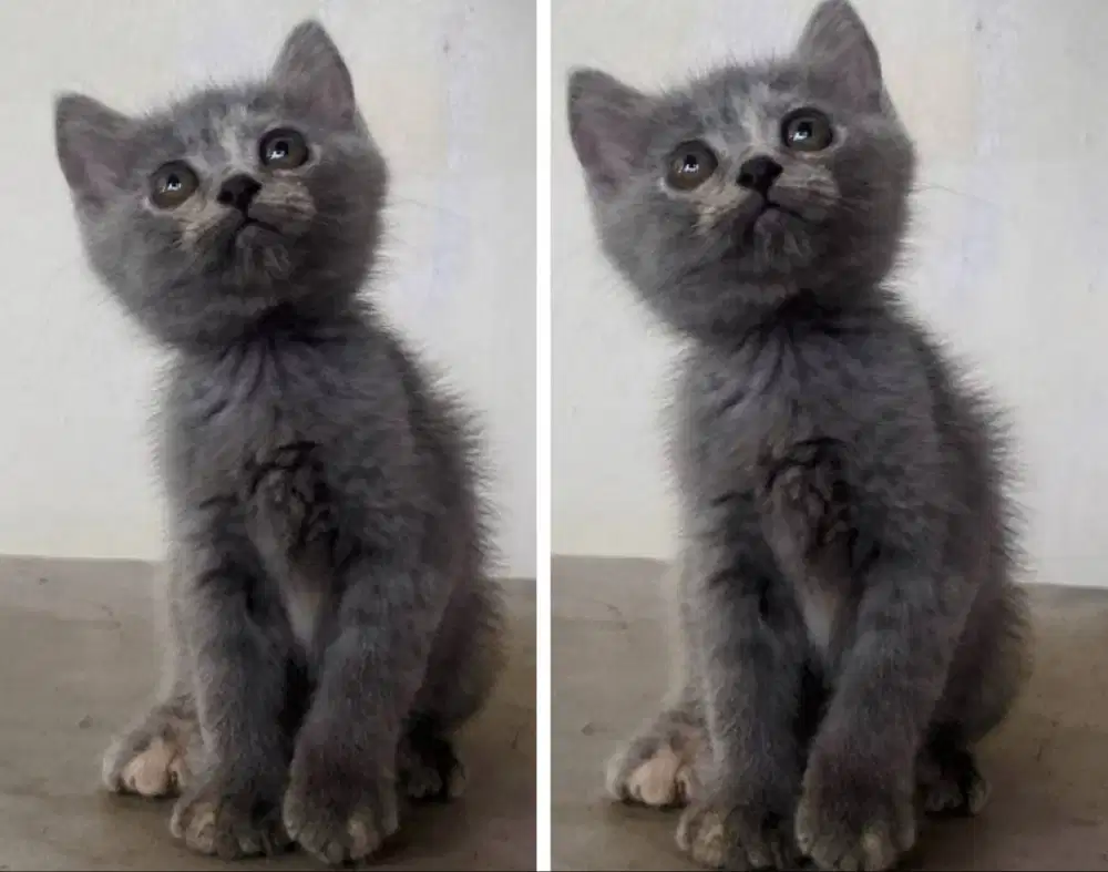 Kucing kitten British shorthair Bluetortie Femalle