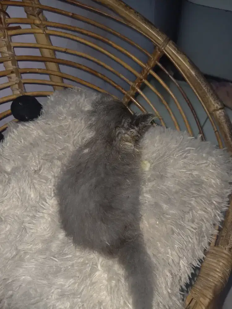 Lepas adop peranak Persia medium bigbon umur 1 bulan