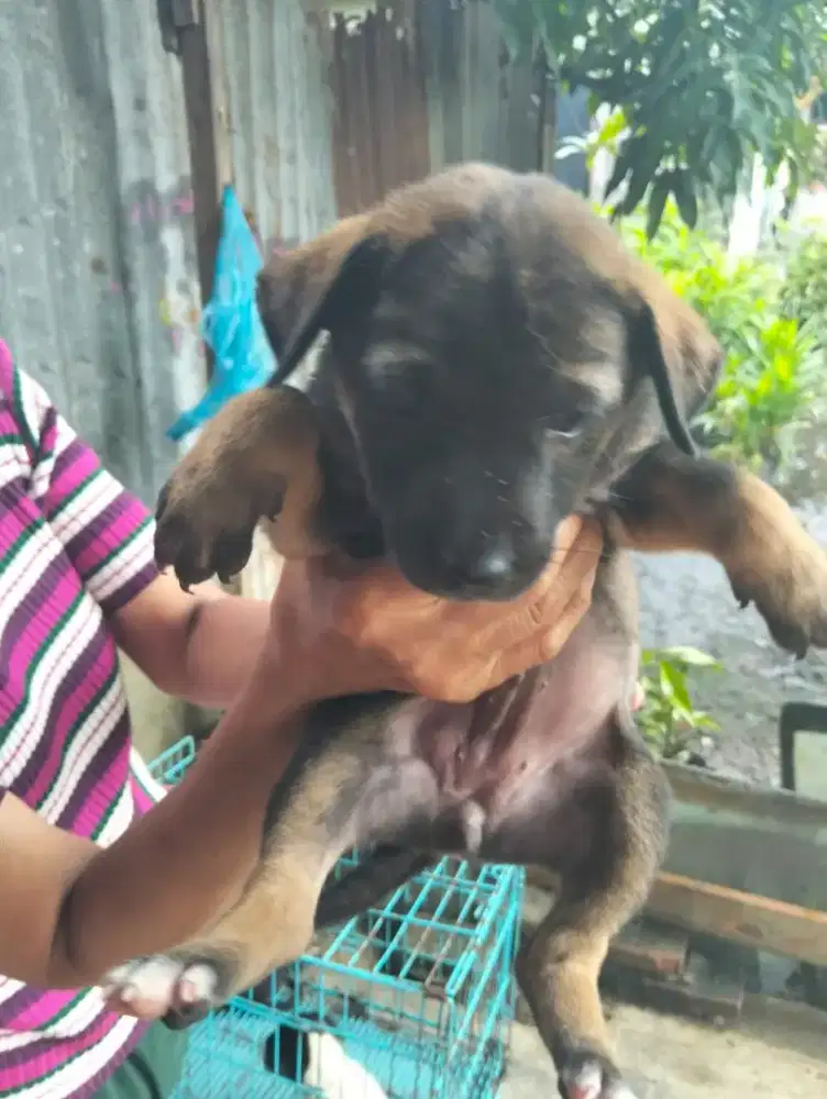 Di jual anak anjing kampung seht lincah kuat makan
