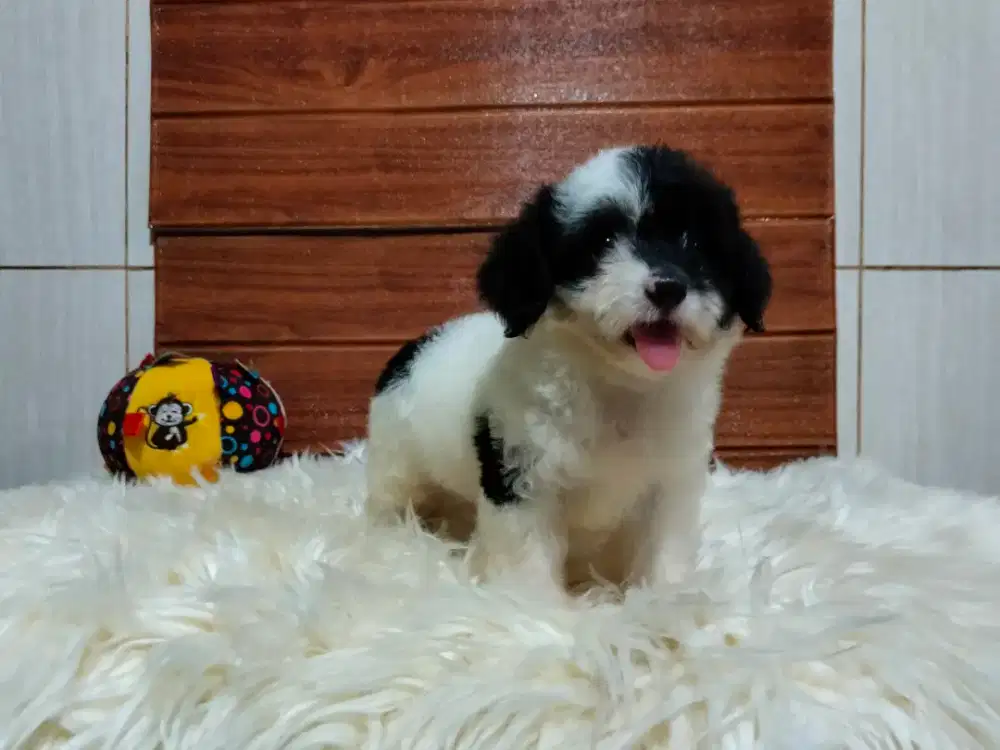 Jual anjing poodle party