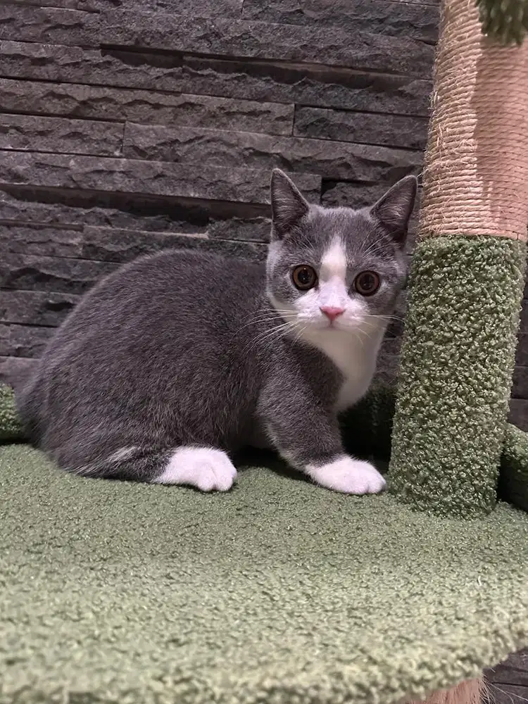 British Short Hair munchkin