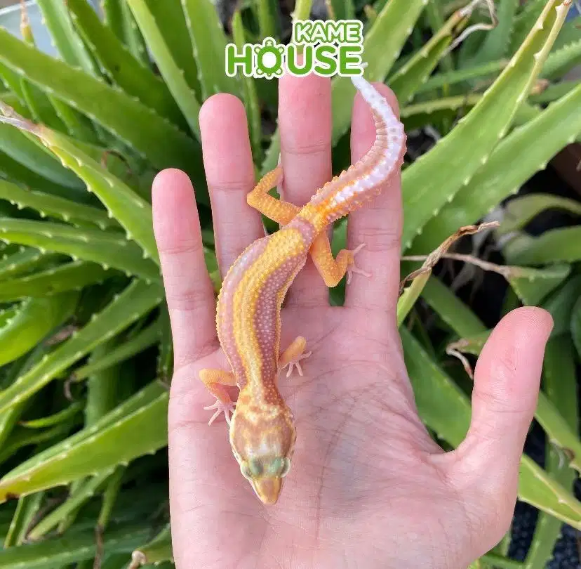 Gecko BS Tremper Male