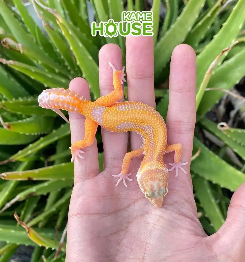 Gecko Tangerin T. Stripe Female