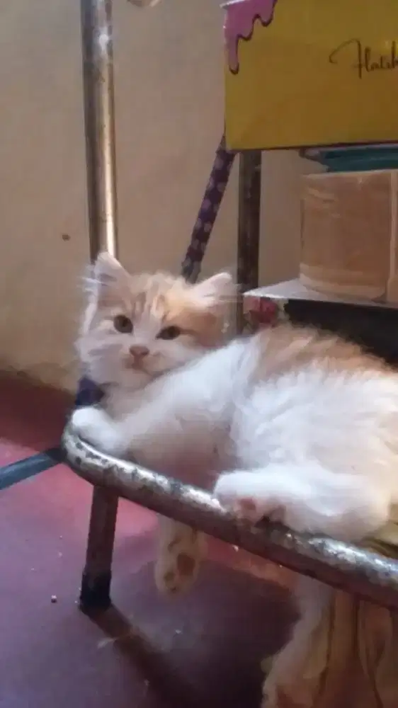 persia kitten jantan 2bl