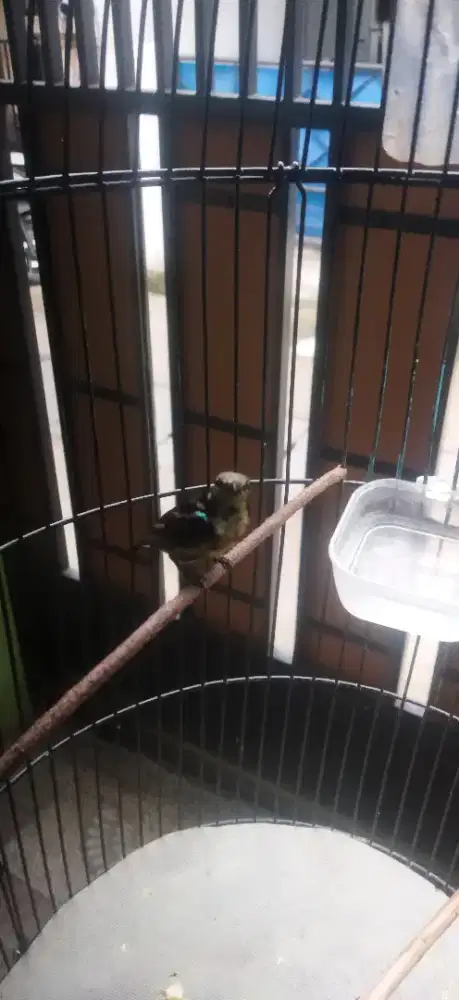 Kolibri ninja dada coklat