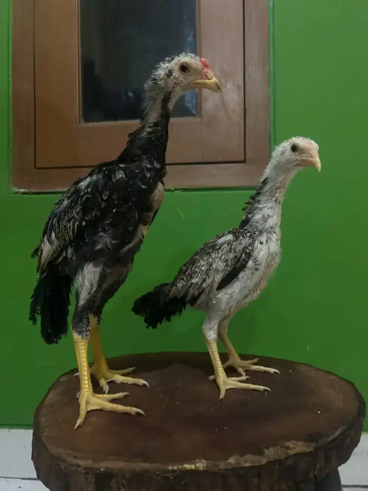 Ayam Shamo Sepasang usia 2bulan
