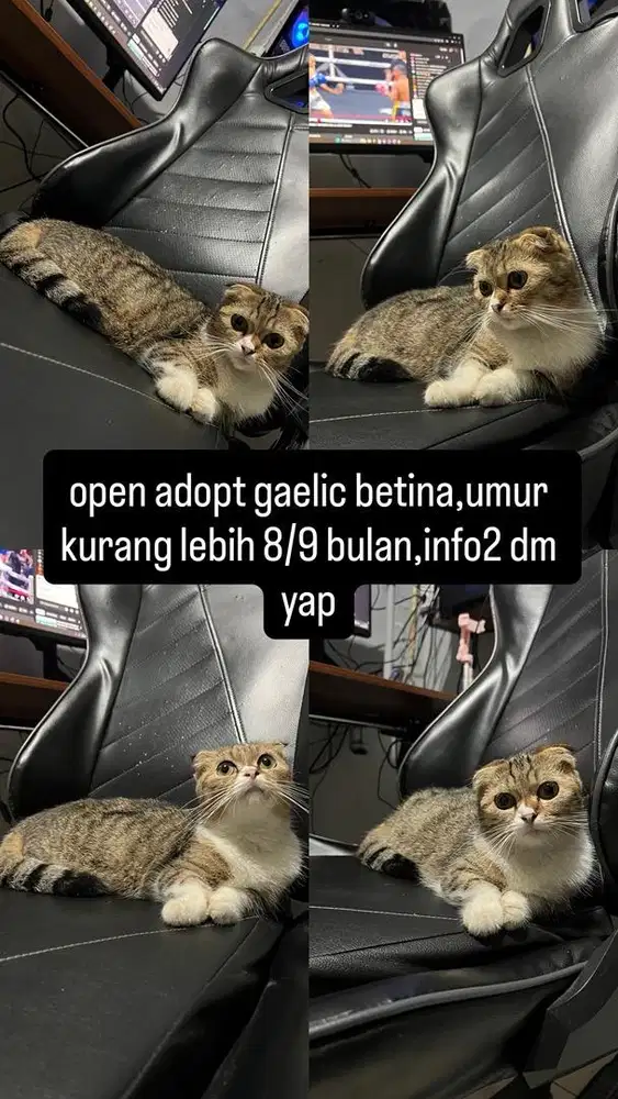 Gaelic betina 10bulan