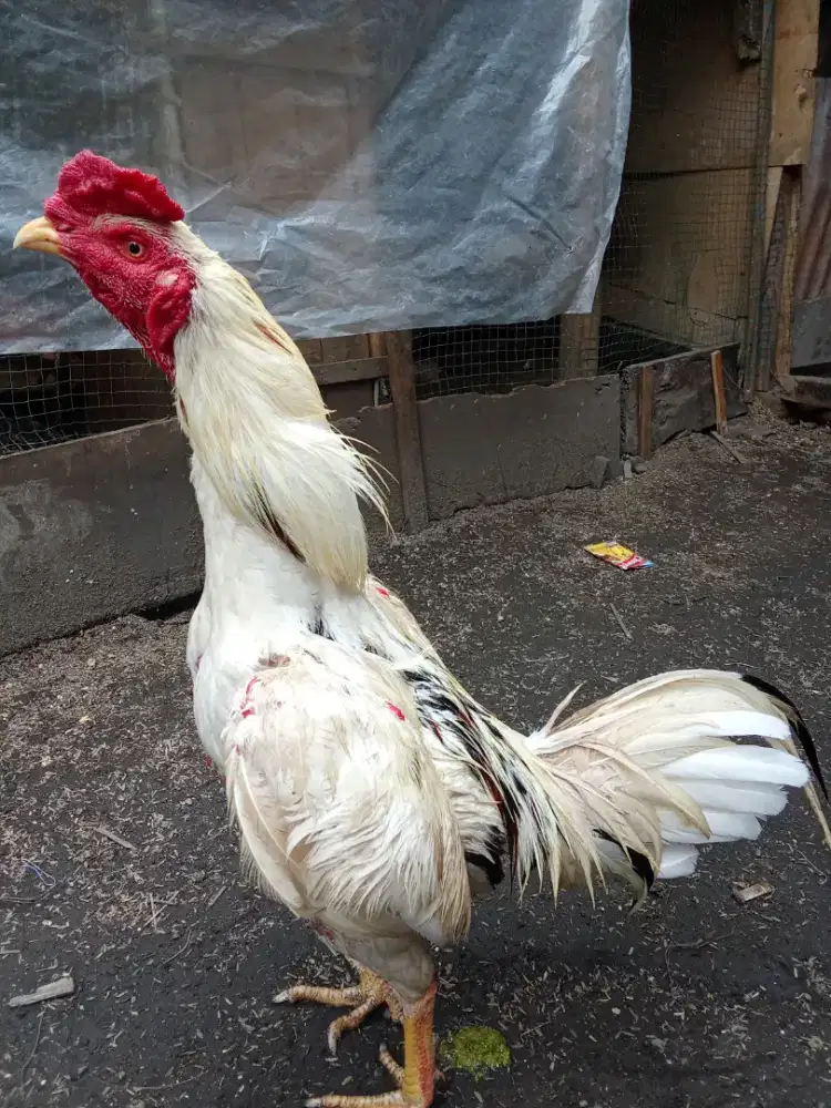 Jual ayam Bangkok / ayam jenis