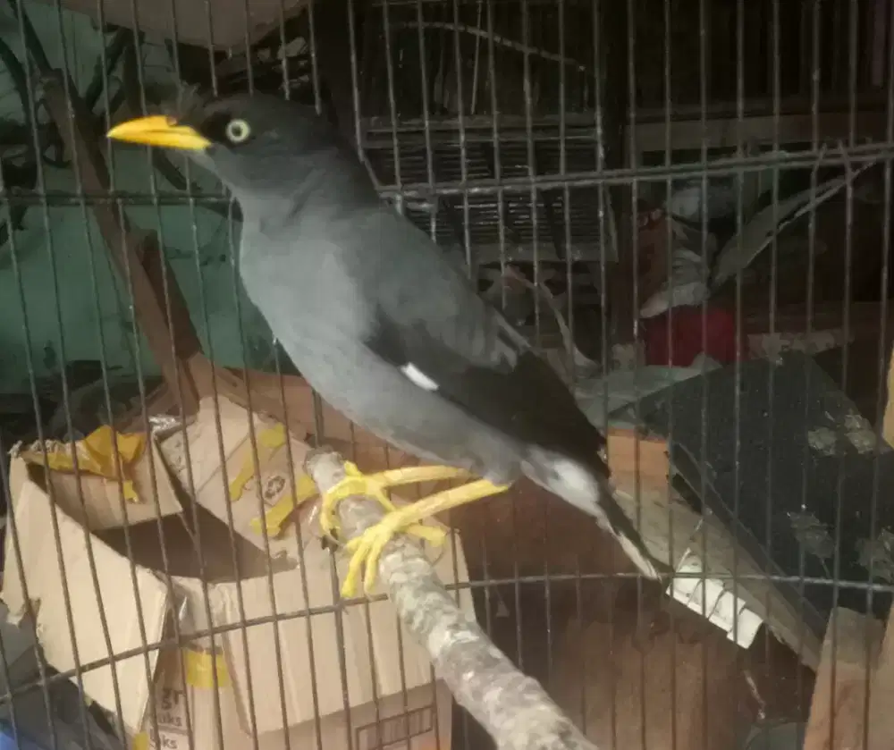 Jalak kebo mata putih sepasang