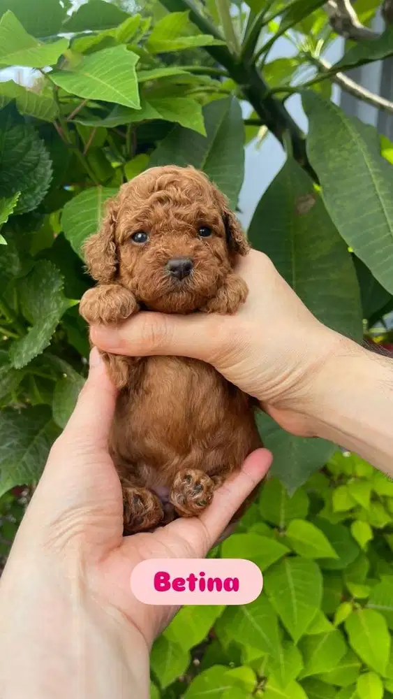 Poodle betina red
