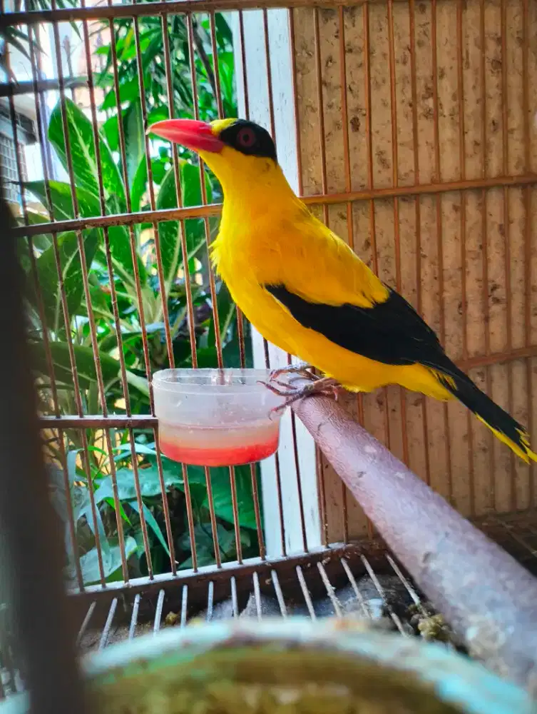 Kepodang Jawa Super Jumbo - Jantan