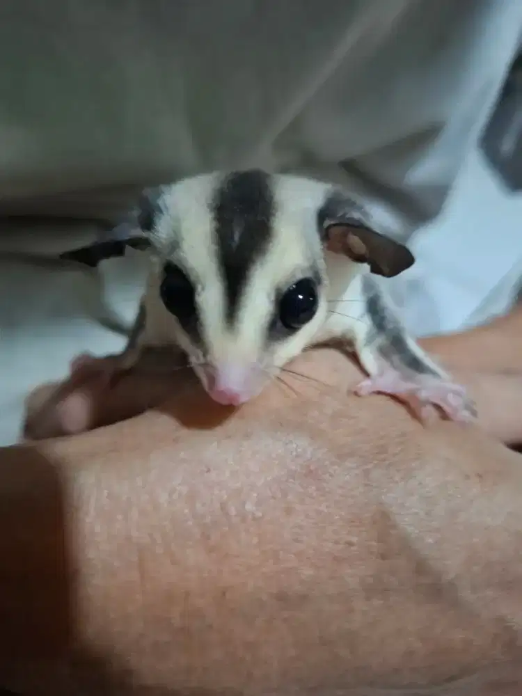 Sugar glider white face jantan