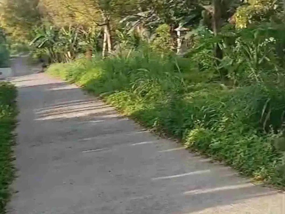 Tanah View Lembah dekat Giriwood dan Munduk Moding