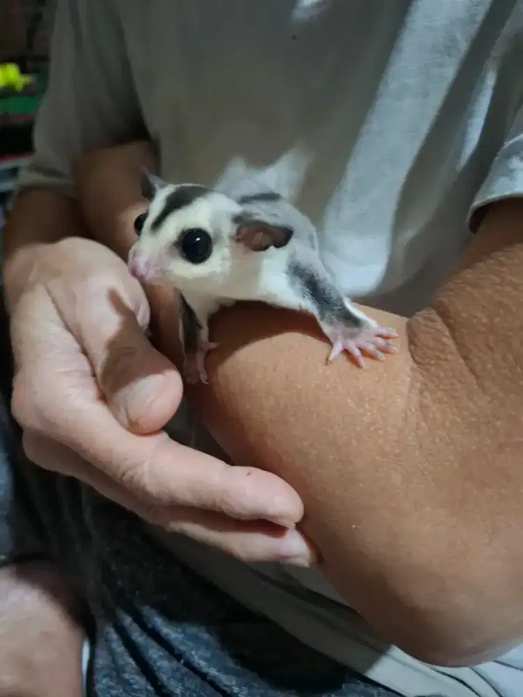 Sugar glider betina White face