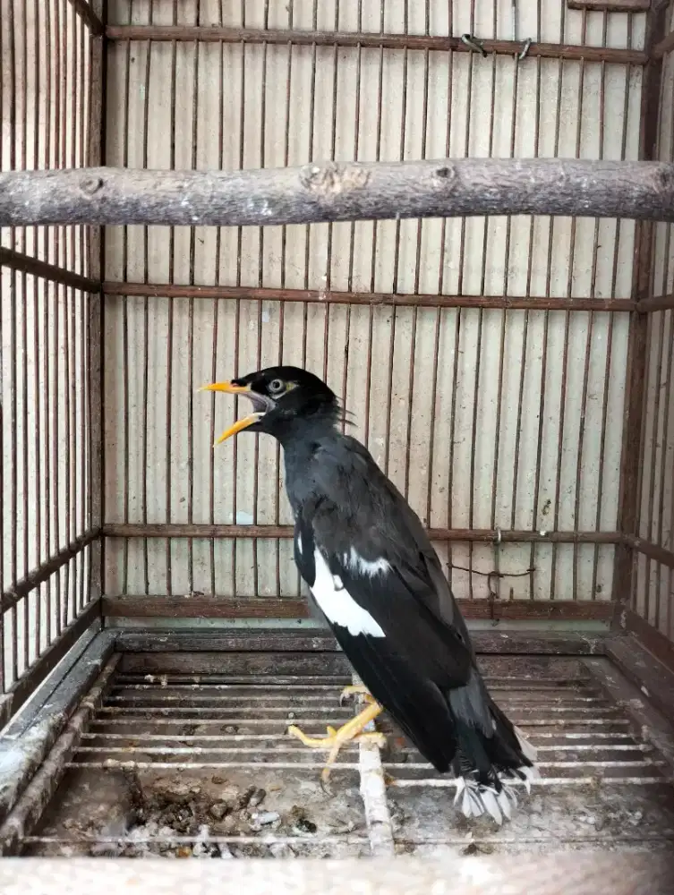 Jalak Hybrid Boni Jantan + Kandang