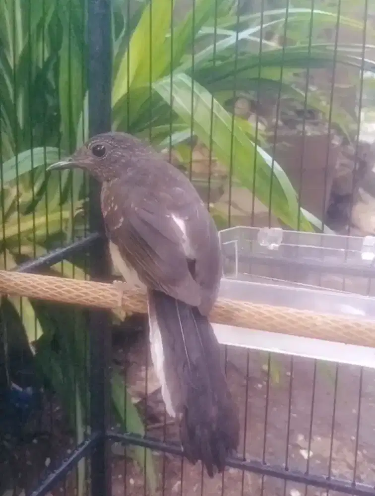 Di Jual Murai Batu Trotol