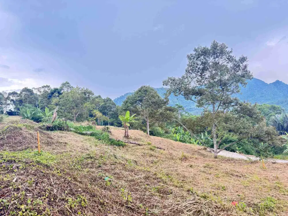 promo kavling tanah murah di puncak 2 bonus pohon durian