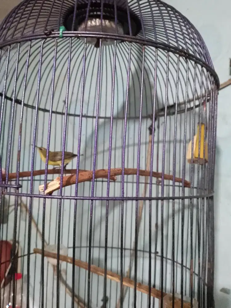 Dijual burung kolibri fullset udah lumayan gacor