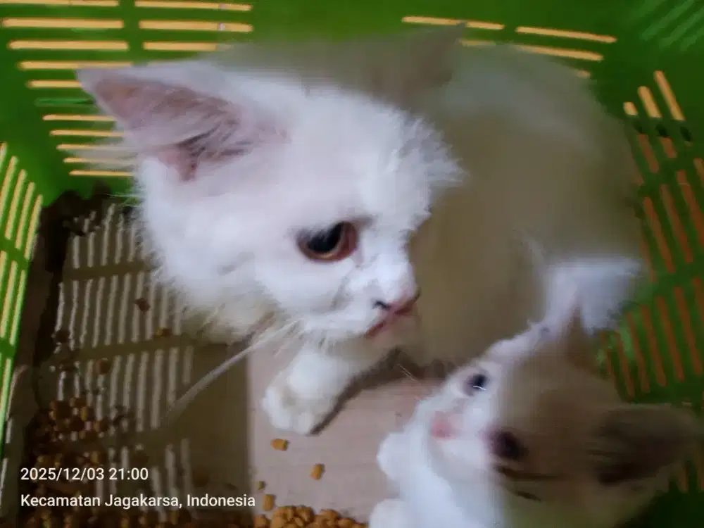 JUAL CEPAT KUCING ANGGORA JANDA ANAK SATU