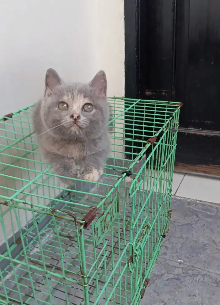 BSH/BRITISH SHORTHAIR BLUE TORTY