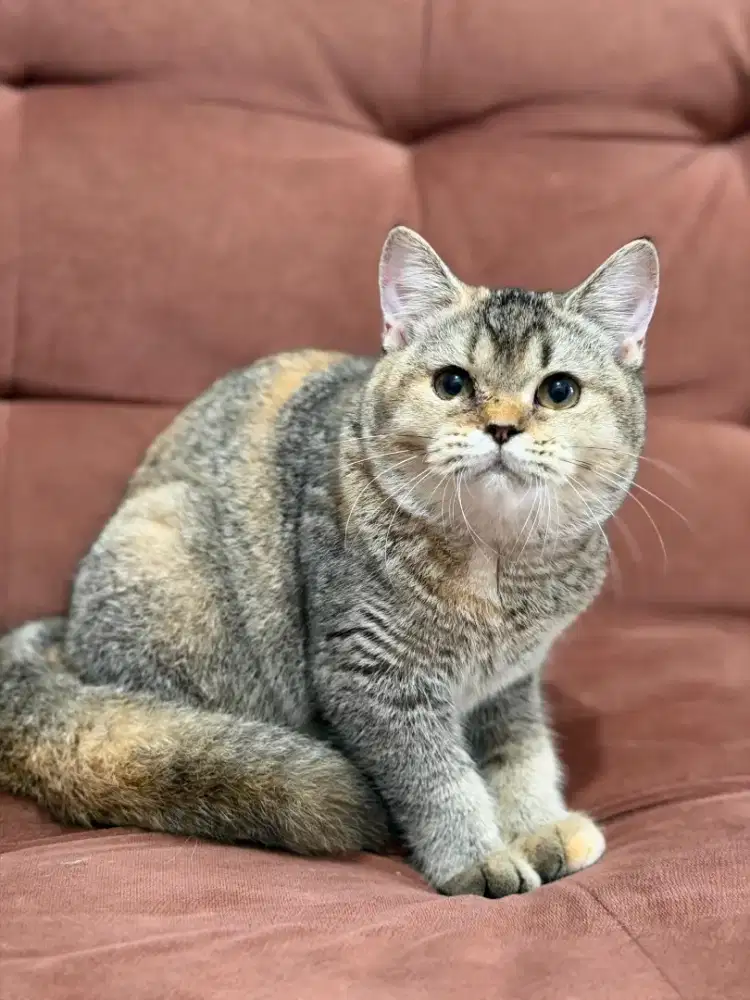 Kucing British Shorthair Betina