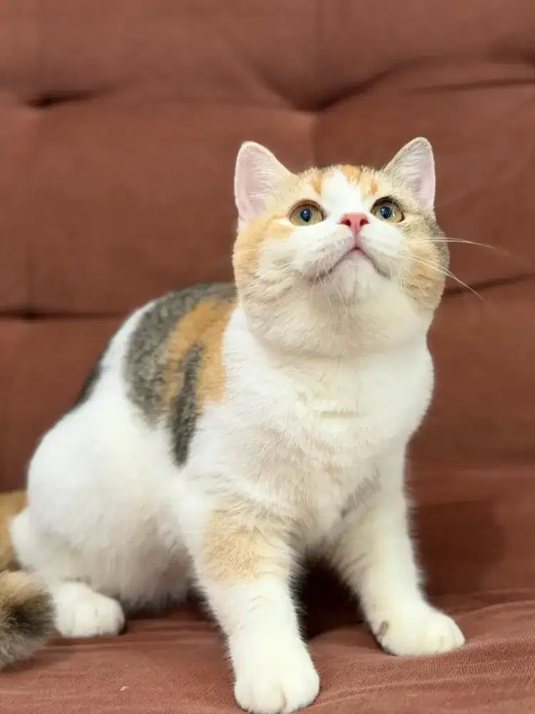 Kucing British Shorthair Calico betina