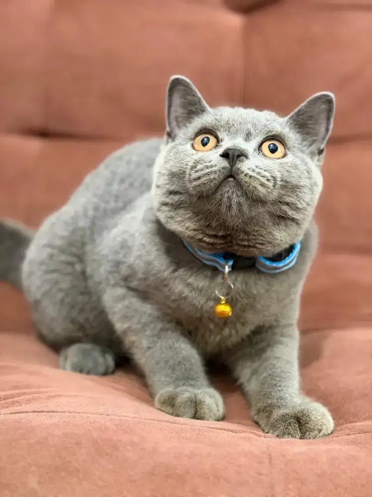Kucing British Shorthair Blue Jantan