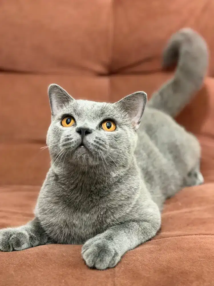 Kucing British Shorthair Jantan Blue