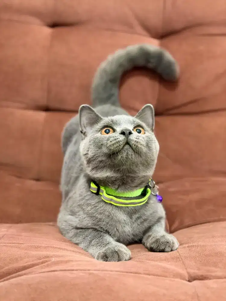 Kucing British Shorthair Jantan