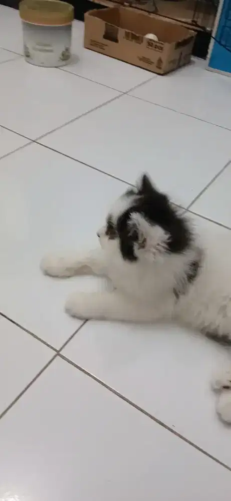 KUCING PERSIA KITTEN BETINA JUAL CEPAT