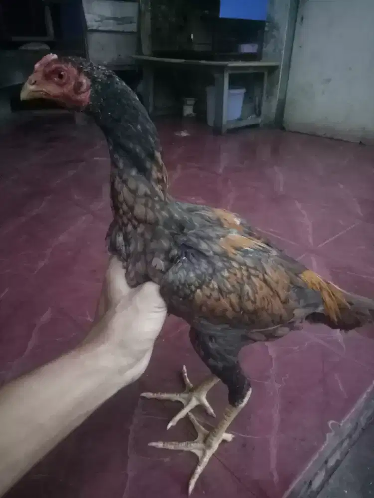 Jual ayam jenis BK ternakan sendiri usia 4bln Lokasi Bintaro