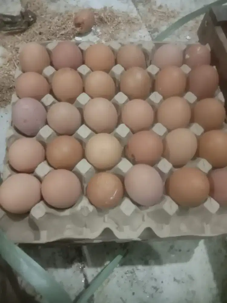 Di cari driver dan sortir