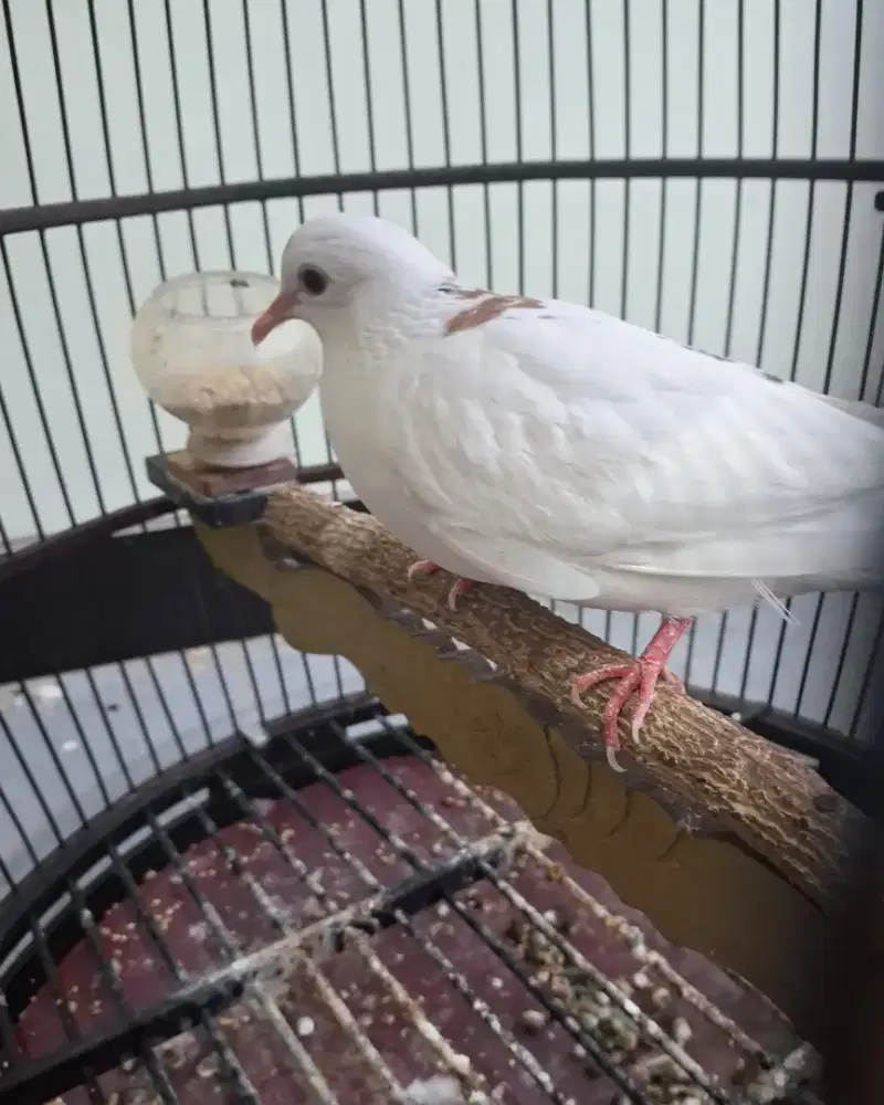 Derkuku Kuk 2 Backspot Jantan